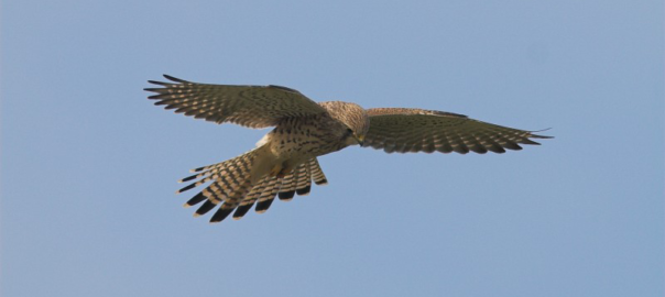 Foto: Martin Mollet, freenatureimages.nl